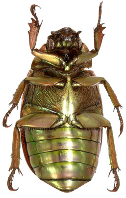 Generic Guide to New World Scarab Beetles-Scarabaeidae-Rutelinae 